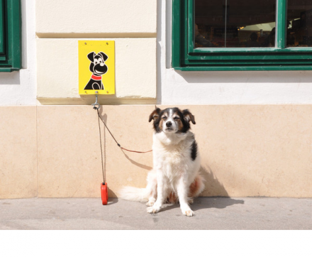 Настенная парковка для собак (для 1-3 собак), фото 1