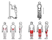 ZOV-015 Твистер и Степпер, фото 2