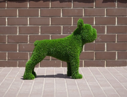 Топиари &quot;Французский бульдог&quot;, фото 1