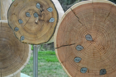 Обучающая панель Возраст дерева, фото 1