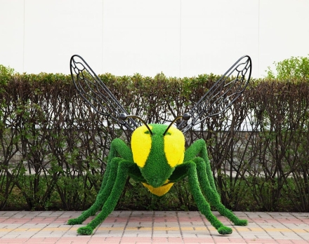 Топиари оса - газон Eco, фото 3