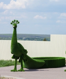 Топиари "Павлин клумба"