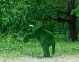 Топиари Слоник на дыбах газон Premium, фото 11