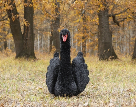 Топиари лебедь черный Блэк - газон Eco, фото 3